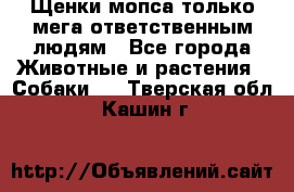 Щенки мопса только мега-ответственным людям - Все города Животные и растения » Собаки   . Тверская обл.,Кашин г.